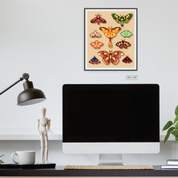 Moths Canvas