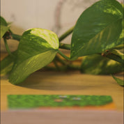 Elliot Desk Friend