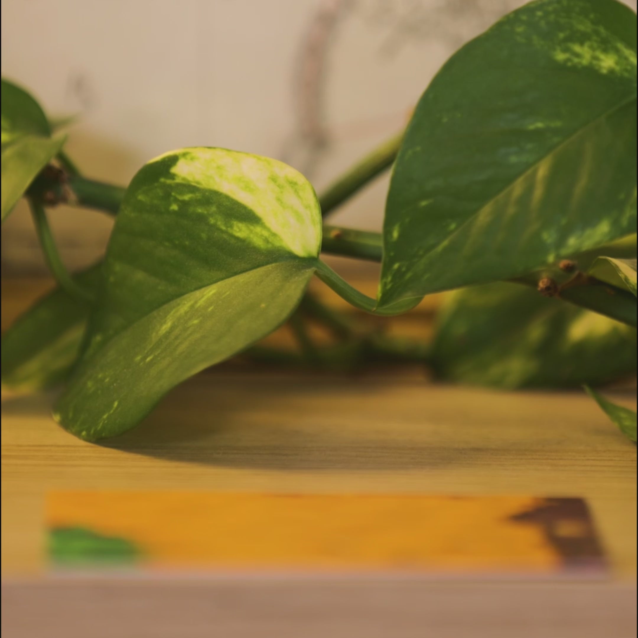 a5f9e34907b04e458699e6c1b144e964.thumbnail.0000000000.jpg