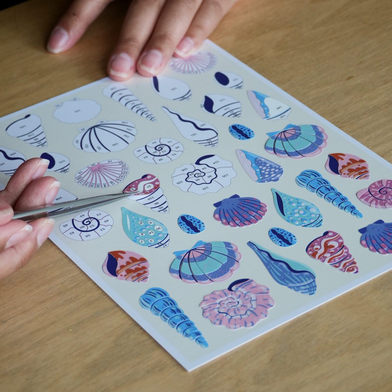 Summer Shells Canvas